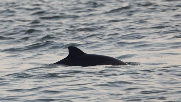 Bruinvis wandeling Oosterschelde (Zeeland)