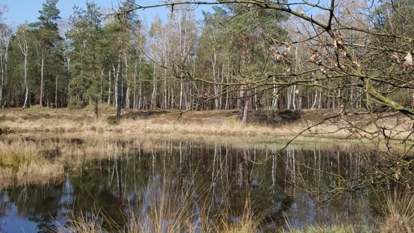 Loenen Reeënberg wandeling (Gelderland)
